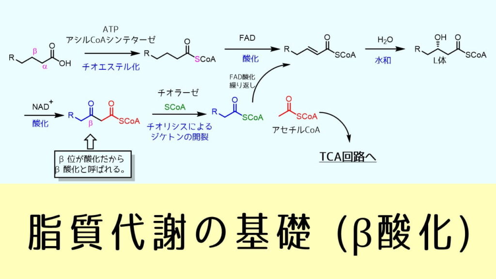 β酸化