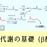 β酸化