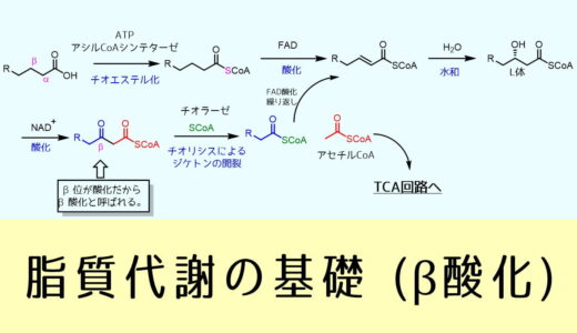 β酸化 脂質代謝の基礎