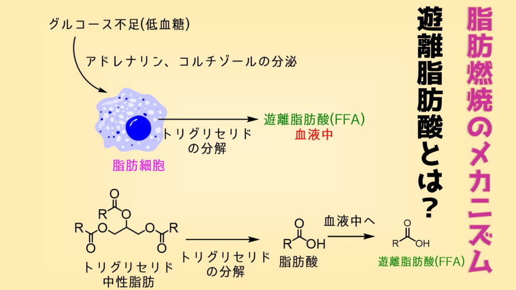遊離脂肪酸とは