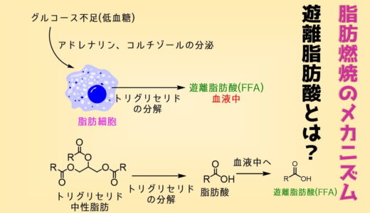 遊離脂肪酸 脂肪燃焼の原理とは？