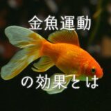 金魚運動のやり方や効果とは？